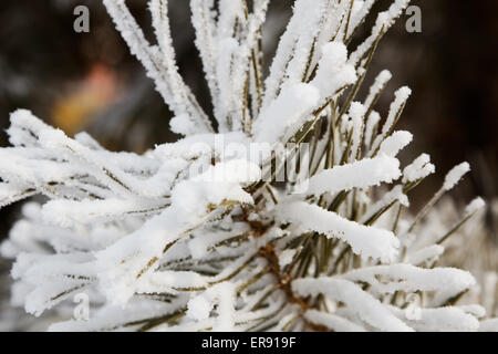 Weißer Schnee auf die Tannennadeln hautnah Stockfoto