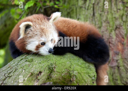 Ein Roter Panda sitzend auf einem Ast Stockfoto