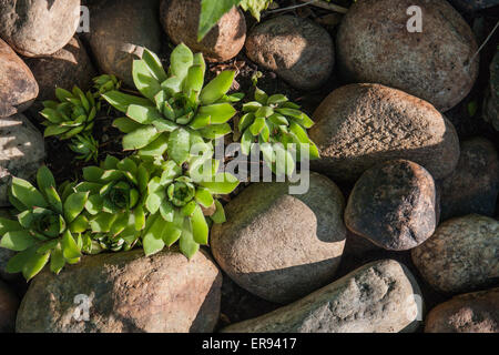 Einen wunderschönen grünen Garten auf einer Feder Morgen Tag.  Mit einem Blick über die wachsenden Pflanzen zu sehen.  So grün und duftenden frisch. Stockfoto