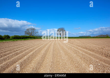 Muster und Texturen von kalkhaltigen Kartoffel Zeilen mit entfernten Eschen und Hecken auf die Yorkshire Wolds Landschaft. Stockfoto