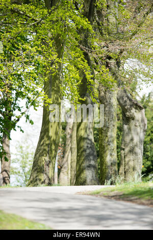 Bäume im Park Locke Barnsley Stockfoto