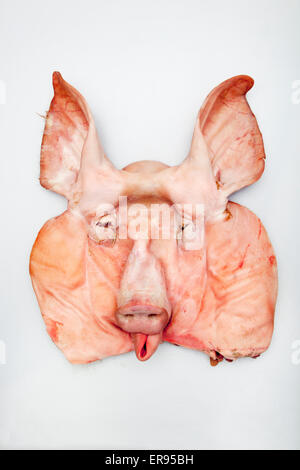 Abgeflacht Schweine Gesicht oder Kopf auf weißem Hintergrund Stockfoto