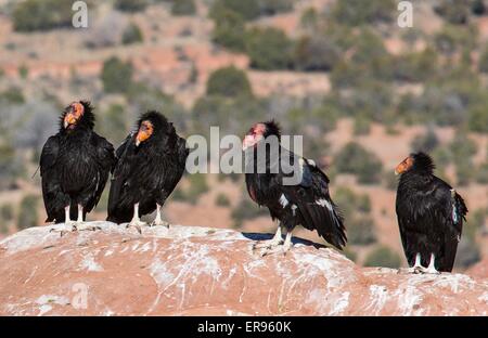 Juvenile California Kondore, dem größten nordamerikanischen Vogel, landen im Vermilion Cliffs National Monument in Arizona. Stockfoto