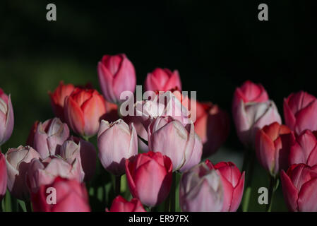 Tulpen, Blumen Stockfoto