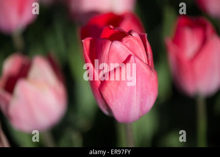 Tulpen, Blumen Stockfoto