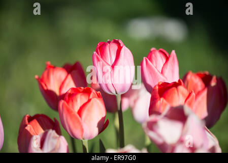 Tulpen, Blumen Stockfoto