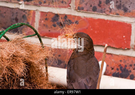 Amsel, die Verschachtelung Materialien sammeln Stockfoto