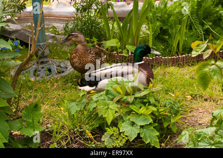 Männliche und weibliche Mallard Enten zusammen Stockfoto