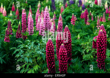 Garten Lupinen Lupinus polyphyllus Lupinen Lupinen Stockfoto