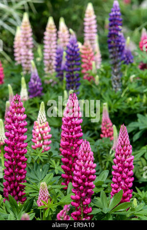 Garten Lupinen Lupinus polyphyllus Lupinen Lupinen Stockfoto