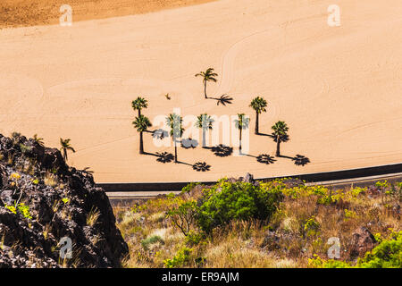 Luftbild, Palmen auf der gelben Sandstrand Las Teresitas in Santa Cruz Stadt auf Teneriffa Kanarische Inseln, Spanien im Frühling Stockfoto