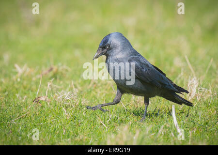 Westlichen Dohle schwarze Vogel geht auf dem grünen Rasen Stockfoto