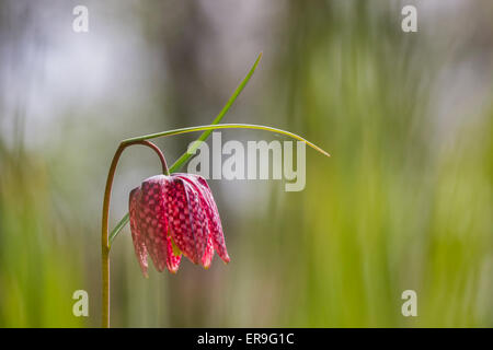 Close-up ein paar lila Fritillaria Meleagris in einem Wald auf einer Wiese. Stockfoto