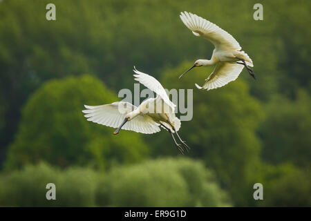 Zwei eurasische Löffler herein zur Landung. Grünen Hintergrund. Stockfoto