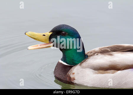 Männliche Drake Stockente mit offenen Schnabel Schwimmen im Fluss Closeup Portrait Stockfoto