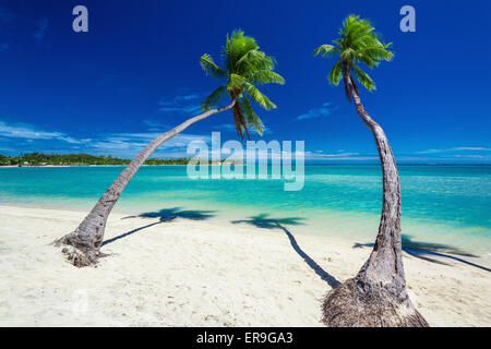 Palmen hängen über atemberaubende Lagune mit blauem Himmel in Fidschi Stockfoto