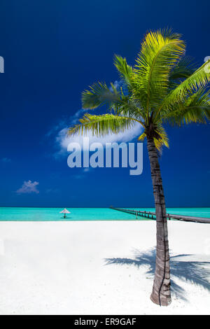 Palme im tropischen Traumstrand auf den Malediven mit Badesteg in Ferne Stockfoto