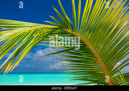 Palm Leaf gegen blauen Himmel mit Meer und tropische Stockfoto