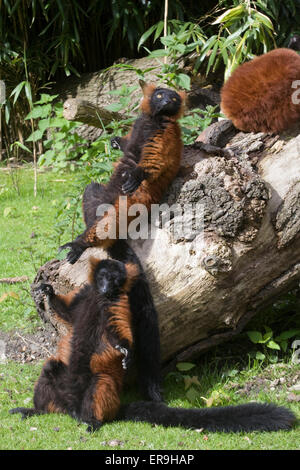 Red Ruffed Lemuren in Gefangenschaft Sonnenbaden Stockfoto