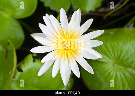 Schöne weiße Lotusblume (Nelumbo SP.) in einem Teich Stockfoto