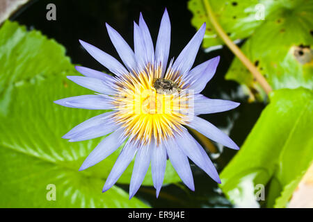 Schöne lila Lotusblume (Nelumbo SP.) in einem Teich Stockfoto