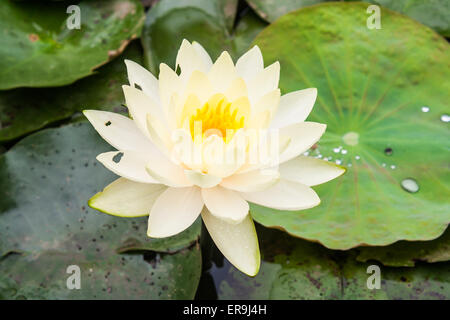 Schöne gelbe Lotusblume (Nelumbo SP.) in einem Teich Stockfoto