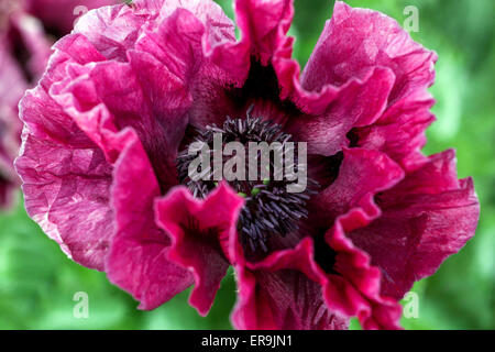 Burgund Oriental Poppy Papaver Orientale 'Harlem' Flower Lila Papaver Blumenblätter schöne Violet Papaver Orientale Bloom Dark Centre Annual Stockfoto