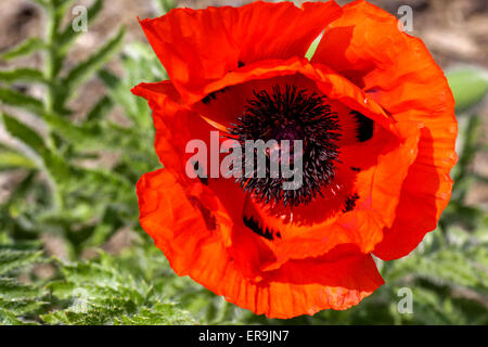 Orientalischer Mohn, Papaver orientale Blume Stockfoto