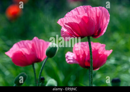 Orientalischer Mohn, Papaver orientale, orientalischen Mohn Stockfoto