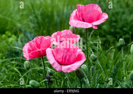 Rosa Mohnblumen Papaver Blumen Stockfoto