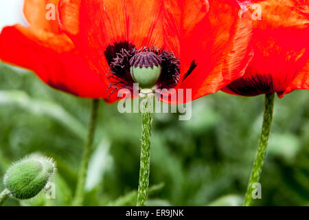 Orientalischer Mohn, Papaver orientale, orientalischen Mohn Stockfoto