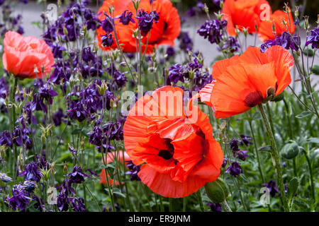 Orientalischer Mohn, Rot Papaver orientale Grenze orientalischen Mohn blaue Akelei Stockfoto