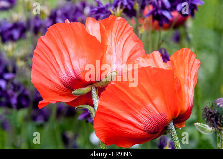 Orientalische Mohn (Papaver Orientale) und Akelei Aquilegia Himmelsblumen Stockfoto