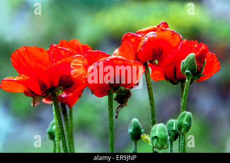 Orientalischer Mohn, Papaver orientale, rote Blumen Stockfoto