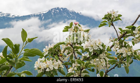 Apfelplantage in voller Blüte und dem Altyn-Too-Bergrücken. Altai Zustand-Naturschutzgebiet. Russland Stockfoto