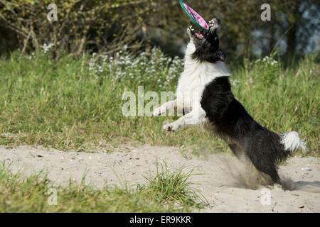 Border-Collie springen Stockfoto