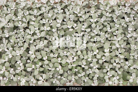 Blumen auf Floraart, 50 Internationale Gartenschau in Zagreb, Kroatien, am 27. Mai 2015 ausgesetzt. Stockfoto