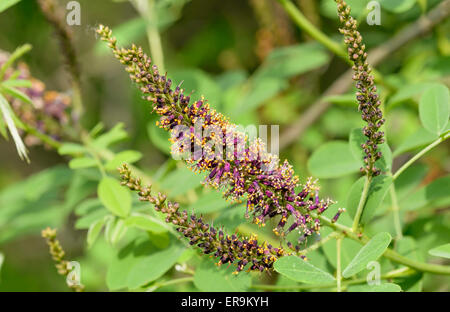 Makrofoto des rosa Akazie Knospen mit weißen und orangefarbenen Staubgefäßen voller Pollen und neue rosa Blüten Stockfoto