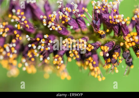 Makrofoto des rosa Akazie Knospen mit weißen und orangefarbenen Staubgefäßen voller Pollen und neue rosa Blüten Stockfoto