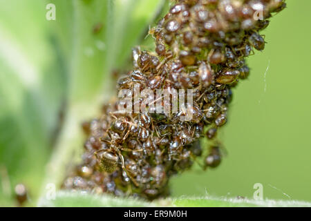 Ameisen sind Blattläuse auf eine Grünpflanze Zucht. Stockfoto