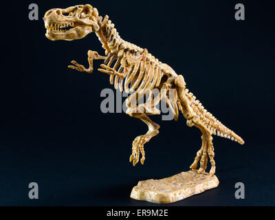 Dinosaurierskelett Tyrannosaurus T Rex Statuette auf schwarzem Hintergrund, t-Rex-Spielzeug Stockfoto