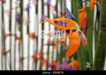 Blumen auf Floraart, 50 Internationale Gartenschau in Zagreb, Kroatien, am 27. Mai 2015 ausgesetzt. Stockfoto