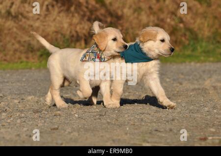 Golden Retriever Welpen Stockfoto