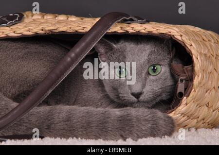 Russisch Blau liegend Stockfoto