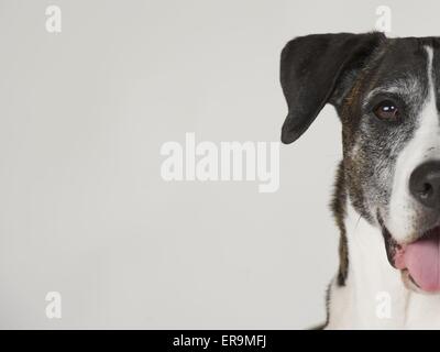 Mongrel Porträt Stockfoto