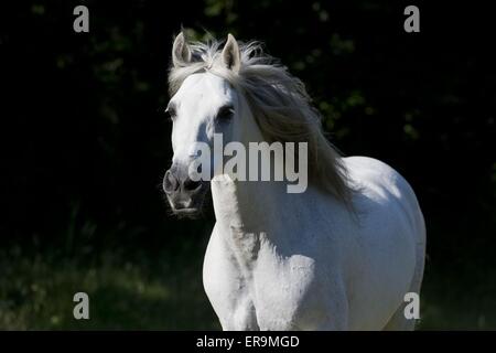 Andalusische Pferd Porträt Stockfoto