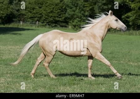 Quarter Horse Galopp Stockfoto