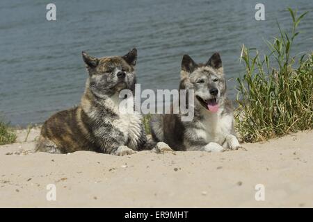 Akita-Inus Stockfoto