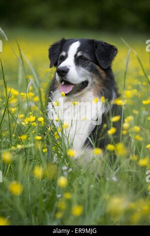 Australian Shepherd-Portrait Stockfoto