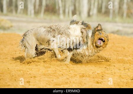 Australian Shepherds zu spielen Stockfoto